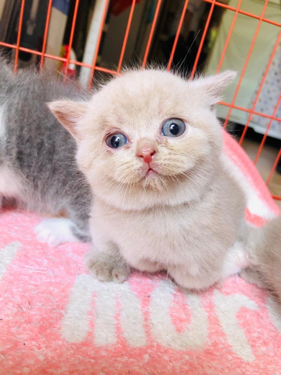 ZAE - Munchkin British Short Hair